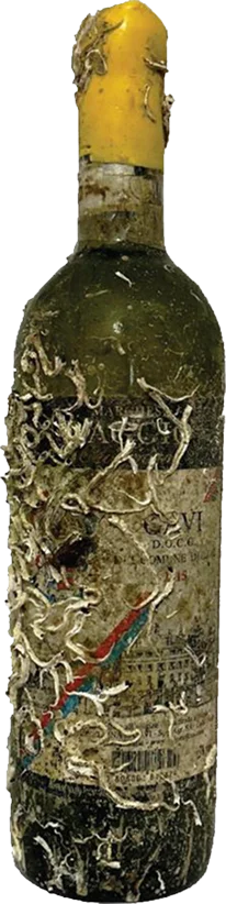 Gavi Di Gavi Old Anne - Wine of the Sea