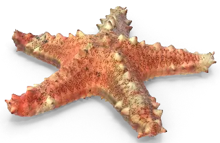 Realistic Mediterranean starfish with natural coral texture